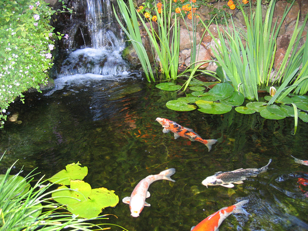 Koi Ponds